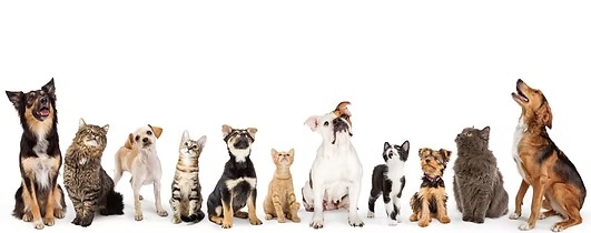 imgi 7 pet urine header1