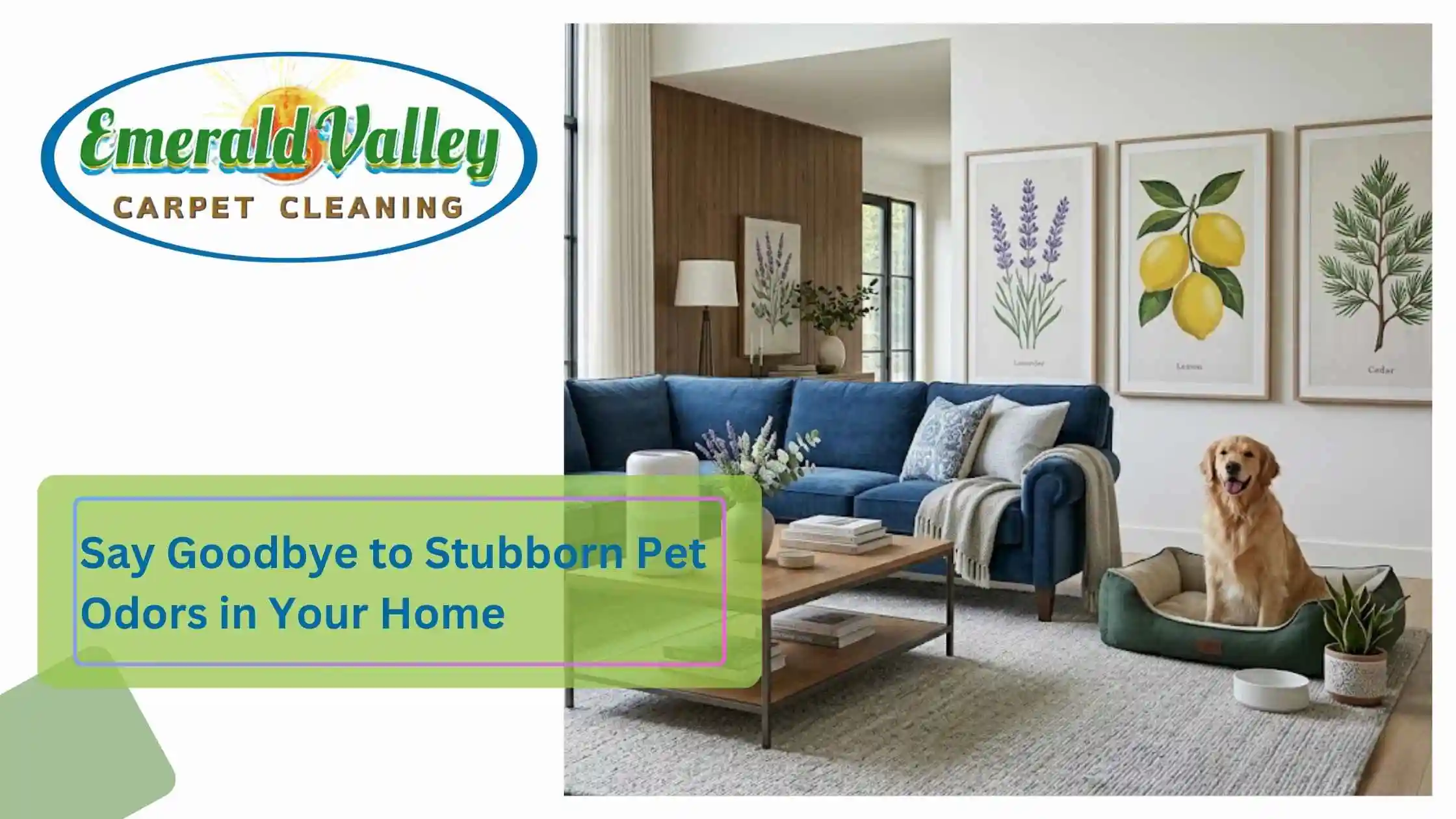 Say Goodbye to Stubborn Pet Odors in Your Home in Springfield